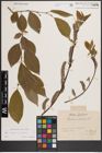 Foto von Salix caprea L. x Salix silesiaca Willd.